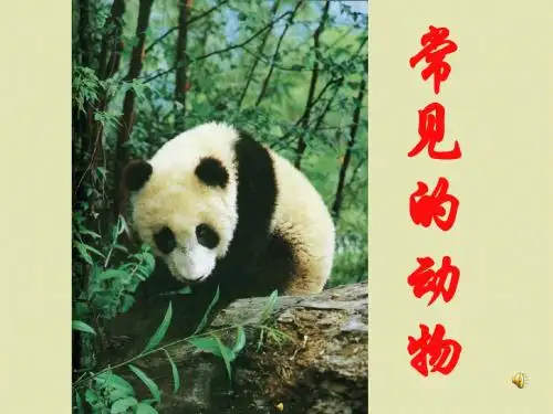 常见的动物