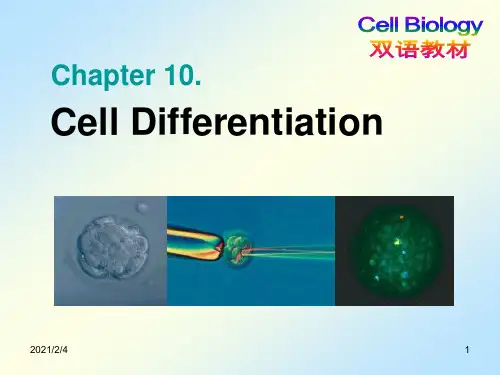 10.Cell differentiation细胞生物学英文课件