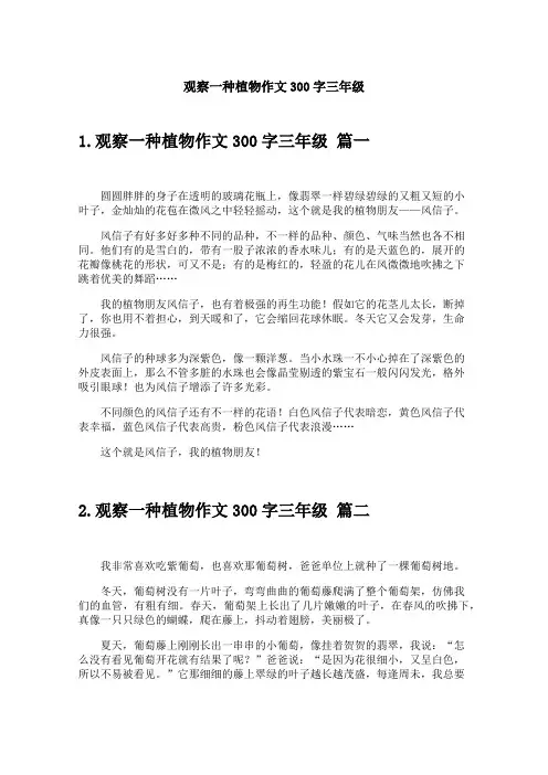 观察一种植物作文300字三年级