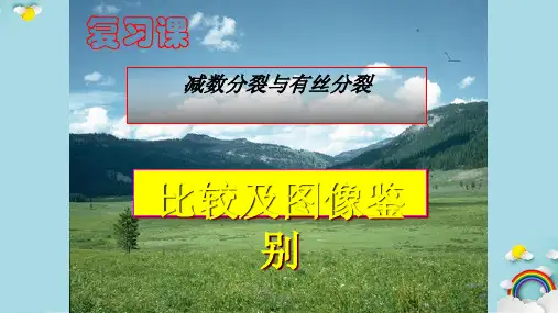 减数分裂图解课件