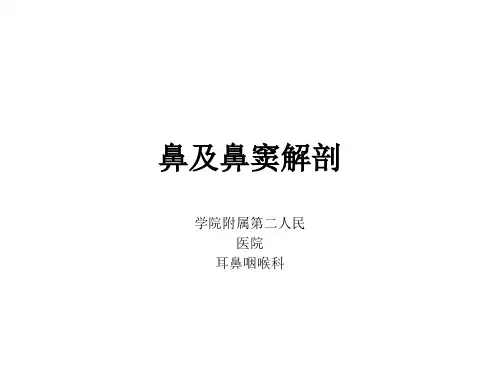 鼻的应用解剖学及生理学