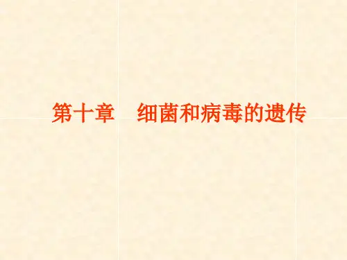 遗传学第10章细菌和病毒的遗传PPT