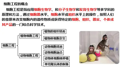 高三生物一轮复习课件第50讲植物细胞工程