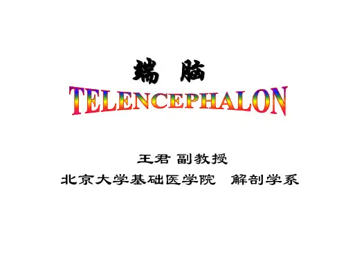 临床基础系统解剖学15-端脑
