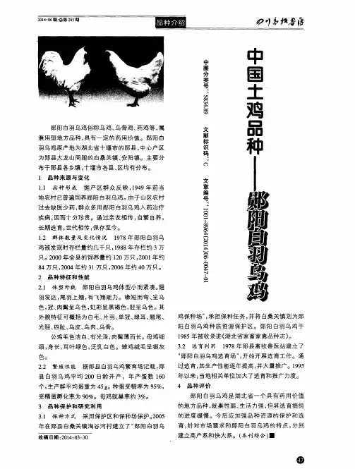 中国土鸡品种——郧阳白羽乌鸡
