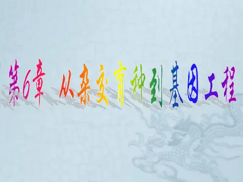 生物必修II人教新课标6.1杂交育种与诱变育种课件(33张)