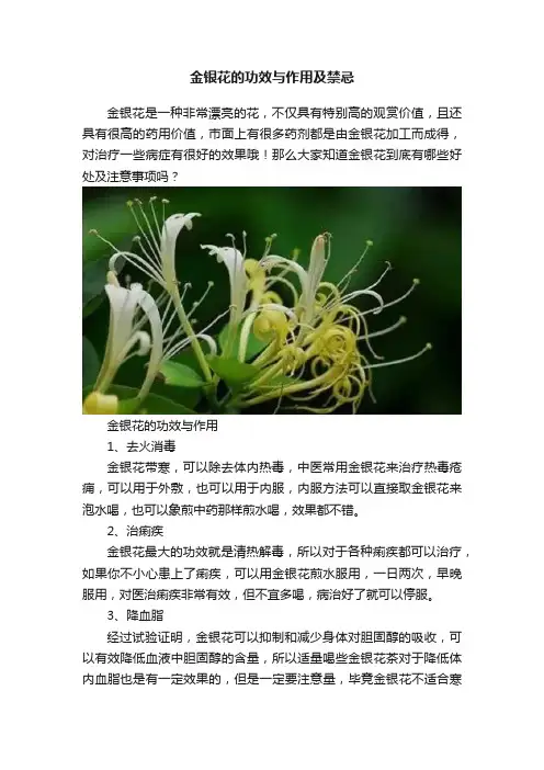 金银花的功效与作用及禁忌