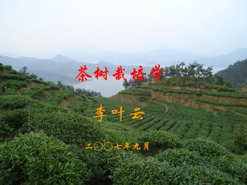 茶树栽培学