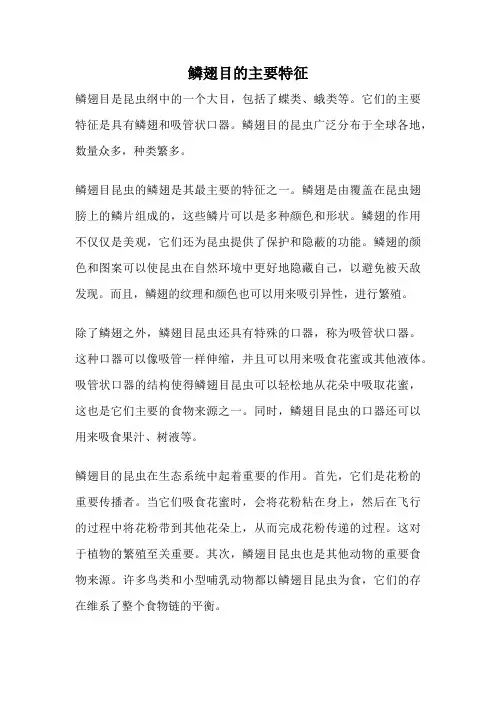 鳞翅目的主要特征