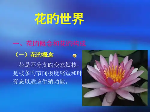 花的世界优质获奖课件