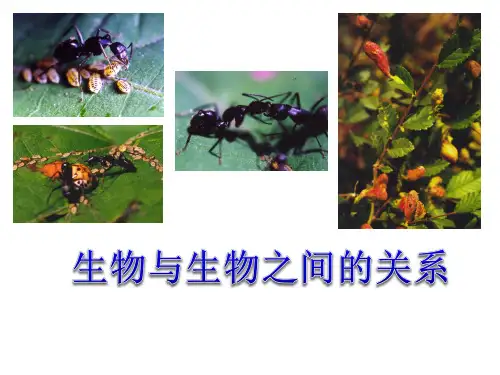 沪教版生物八年级第二册5.1.2 生物与生物与之间的关系 课件(缺视频)
