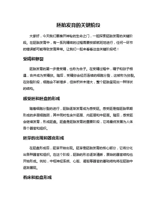胚胎发育的关键阶段
