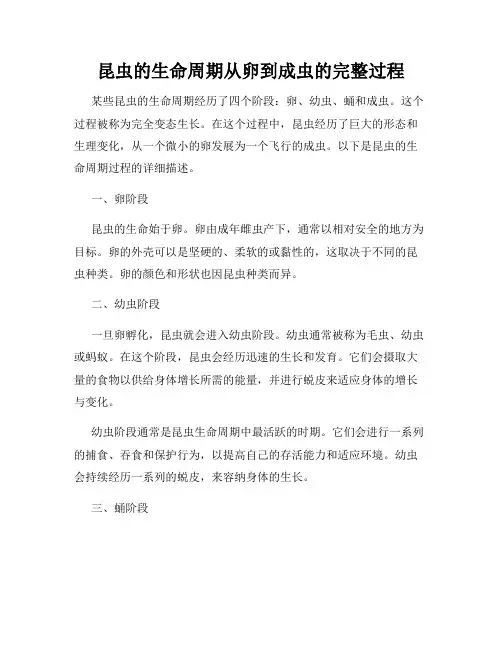 昆虫的生命周期从卵到成虫的完整过程