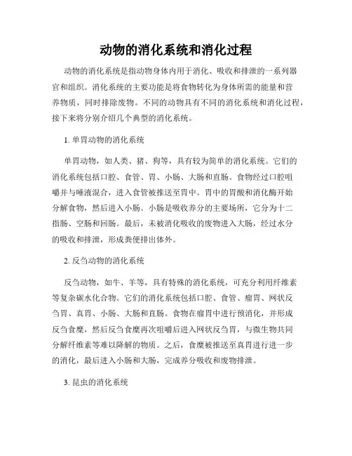 动物的消化系统和消化过程