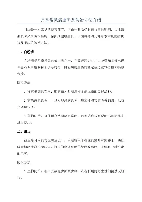 月季常见病虫害及防治方法介绍