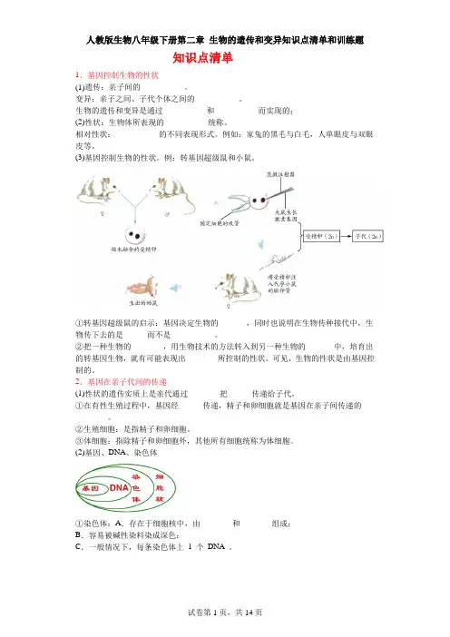 人教版生物八年级下册第二章 生物的遗传和变异知识点清单和训练题