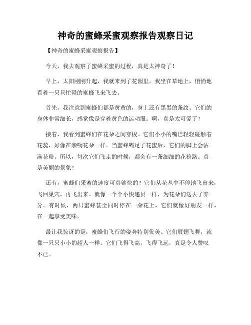  小学三年级作文神奇的蜜蜂采蜜观察报告观察日记