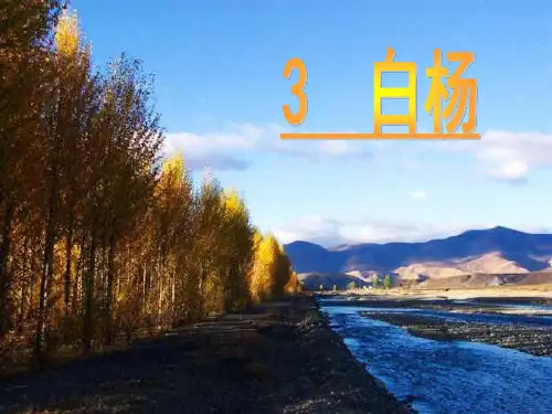 《白杨》ppt课件(15页)