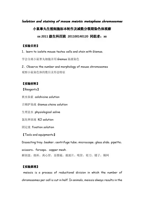 小鼠睾丸生殖细胞标本制作及减数分裂期染色体观察