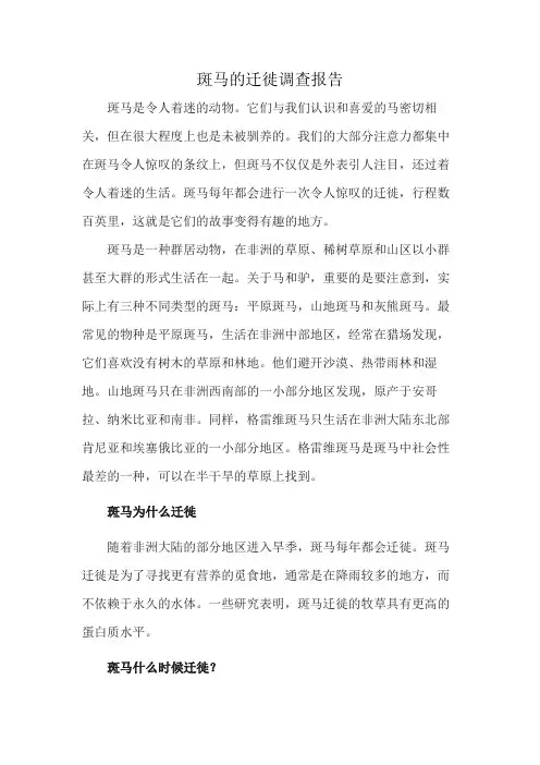 斑马的迁徙调查报告
