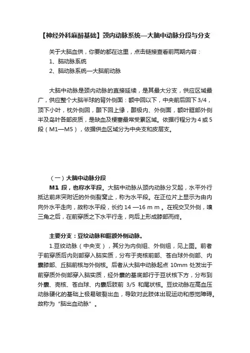 【神经外科麻醉基础】颈内动脉系统—大脑中动脉分段与分支