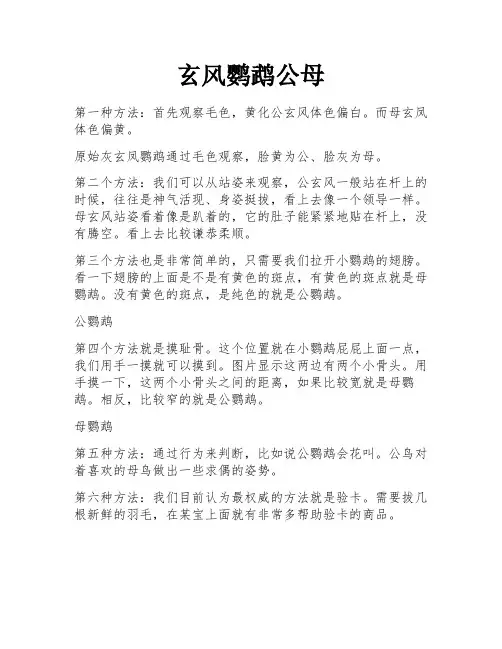 玄风鹦鹉公母