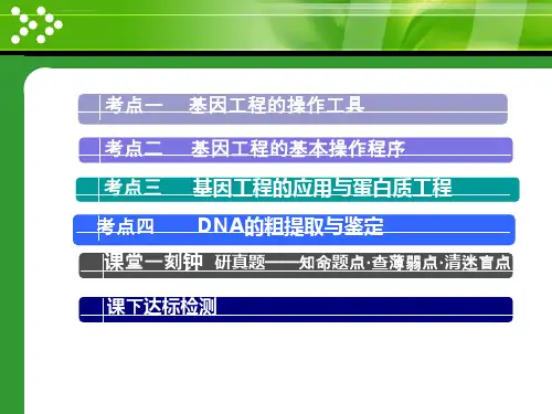 基因工程-课件ppt
