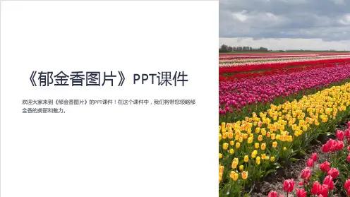 《郁金香图片》课件