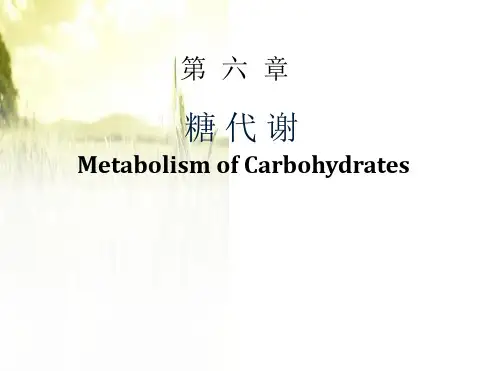 糖代谢PPT课件
