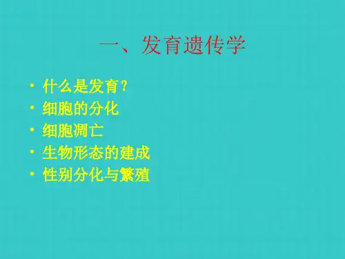 基因与发育