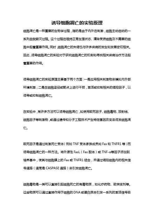 诱导细胞凋亡的实验原理
