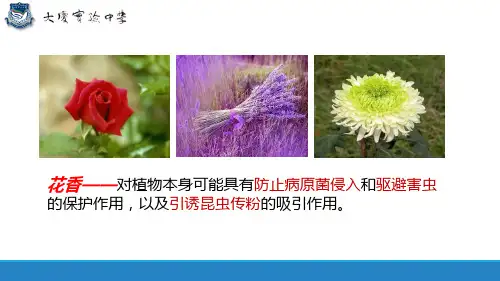 人教版选修1专题6课题1植物芳香油的提取(56张PPT)