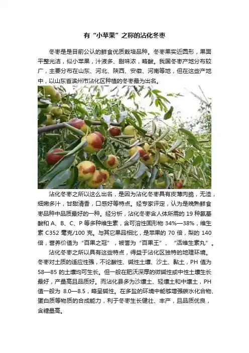 有“小苹果”之称的沾化冬枣