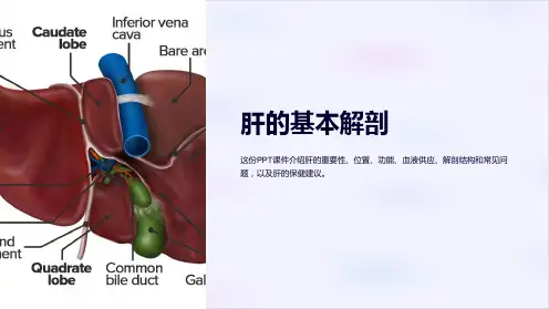 《肝的基本解剖》课件