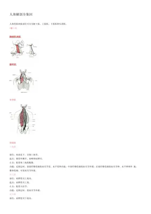 人体骨骼肌的起止点