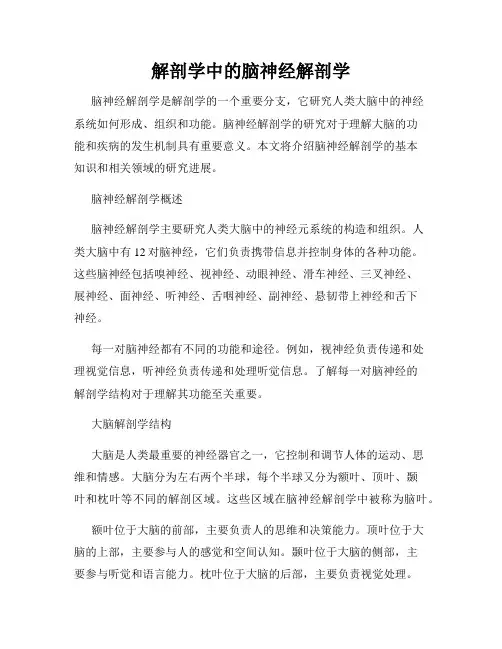 解剖学中的脑神经解剖学