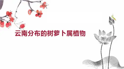 云南分布的树萝卜属植物