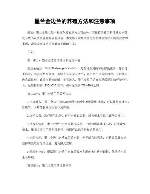 墨兰金边兰的养殖方法和注意事项