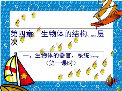 七年级生物上册 4.2生物体的器官、系统课件1初中七年级全册生物课件