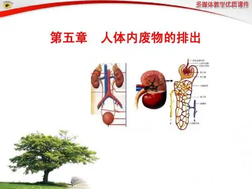 第五章  人体内废物的排出