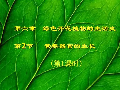 【初中生物】营养器官的生长PPT课件2