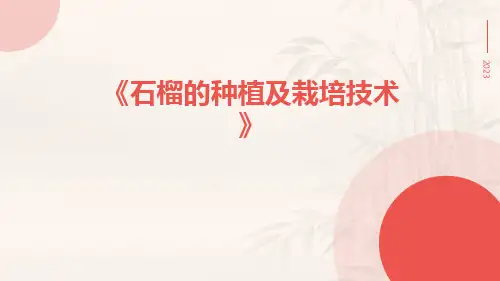 石榴的种植及栽培技术