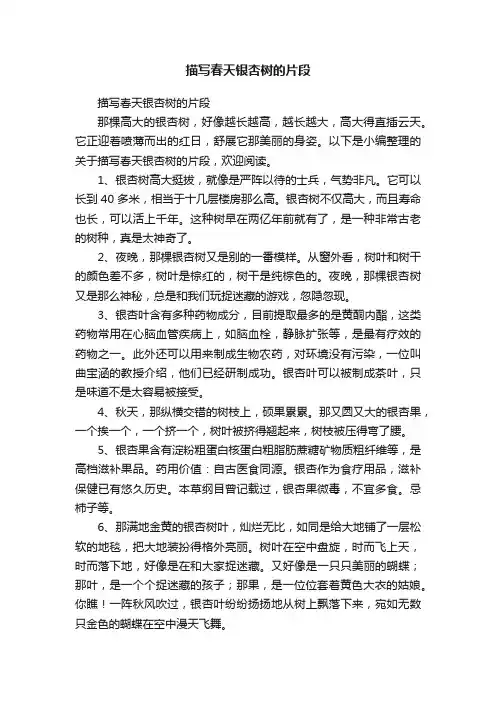 描写春天银杏树的片段