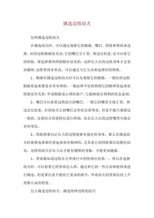 挑选边牧幼犬