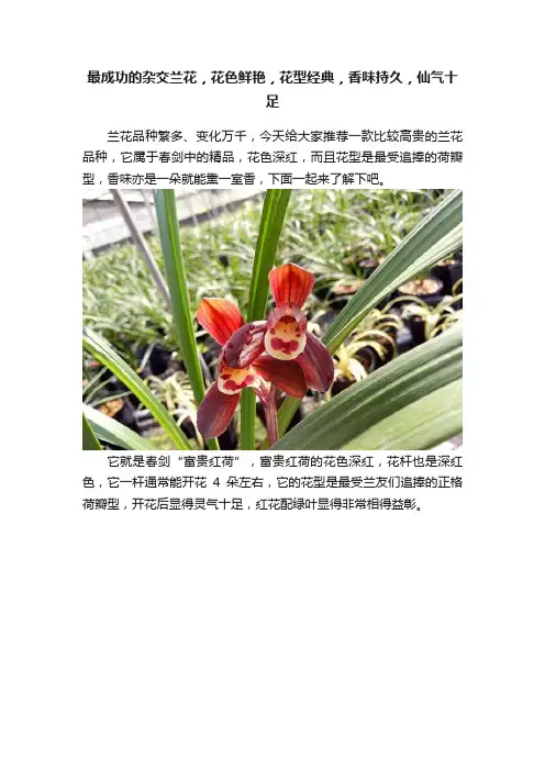 最成功的杂交兰花，花色鲜艳，花型经典，香味持久，仙气十足