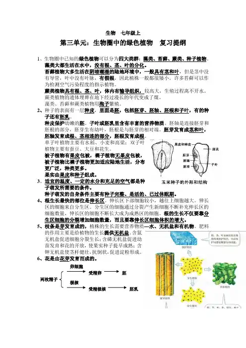 七年级上生物第三单元复习提纲