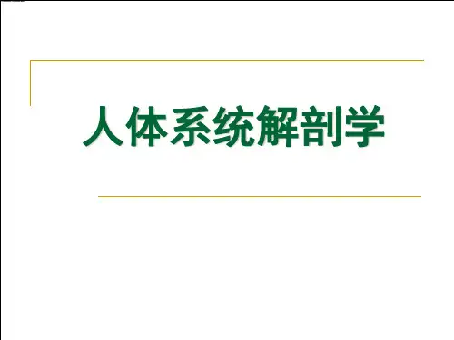 《人体解剖学绪论》PPT课件