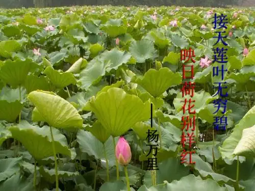《荷塘月色》课件