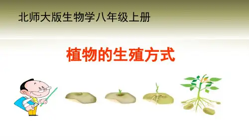 北师大版生物八上19.3《植物的生殖方式》课件(共44张PPT)