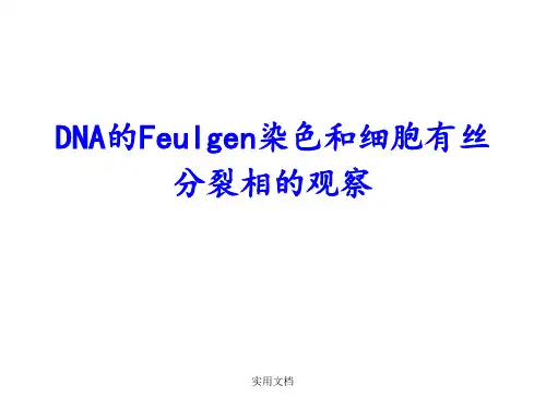 DNA的Feulgen染色法